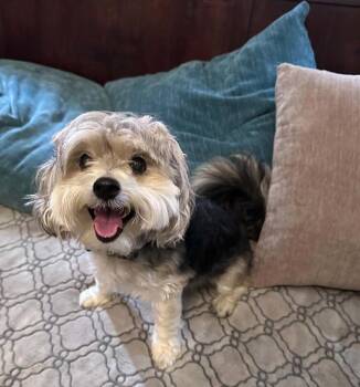 Yorkshire Terrier Dogs Available for Adoption in Bonifay, Florida - Bill | PetCurious