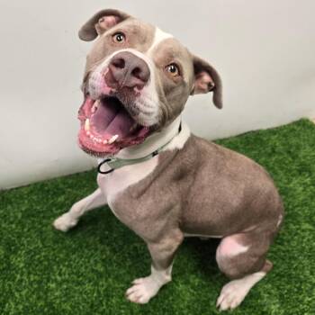 Orlin -  Pit Bull Terrier and Mixed Breed Dog for Adoption in Columbia, Missouri - Orlin | PetCurious