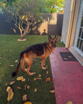 German Shepherd Dog Dogs Available for Adoption in Pompano Beach, Florida - Bear | PetCurious