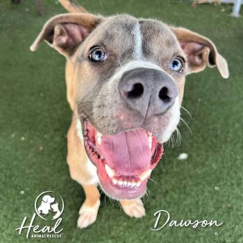 Dawson -  Shepherd and Mixed Breed Dog for Adoption in Youngwood, Pennsylvania - Dawson | PetCurious