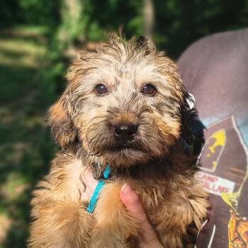 Libby Lou -  Mixed Breed Dog for Adoption in Edwardsville, Illinois - Libby Lou | PetCurious
