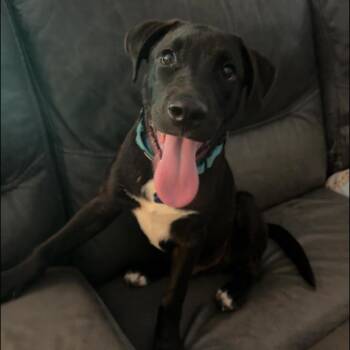 Pit Bull Terrier and Great Dane Dogs Available for Adoption in Brainerd, Minnesota - Colton | PetCurious
