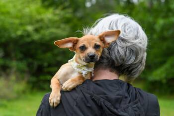 Mixed Breed Dogs Available for Adoption in Bonifay, Florida - Talia (Coming Soon) | PetCurious