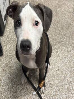 BELLA -  Pit Bull Terrier Dog for Adoption in Colorado Springs, Colorado - BELLA | PetCurious