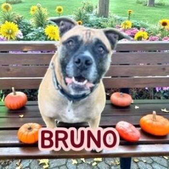 Rescue Boxer and American Staffordshire Terrier Dogs for Adoption in Taunton, Massachusetts - Bruno | PetCurious