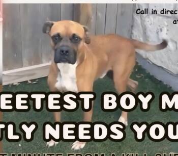 Boxer Dogs Available for Adoption - Max | PetCurious