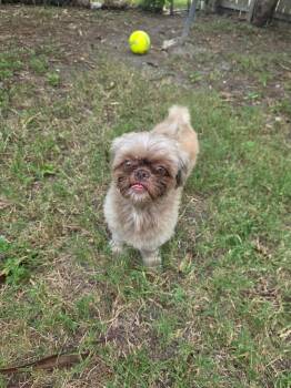 Tyson -  Shih Tzu Dog for Adoption in Gainesville, Virginia - Tyson | PetCurious