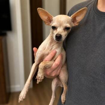 Chihuahua Dogs Available for Adoption in Tifton, Georgia - Hudson | PetCurious