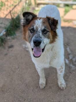 Saint Bernard Dogs Available for Adoption in Kimberlin Heights, Tennessee - Rusty | PetCurious