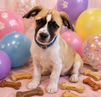 Rocco -  Terrier and Chihuahua Dog for Adoption in San Tan Valley, Arizona - Rocco | PetCurious