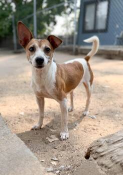 Winston -  Terrier and Mixed Breed Dog for Adoption in Severance, Colorado - Winston | PetCurious