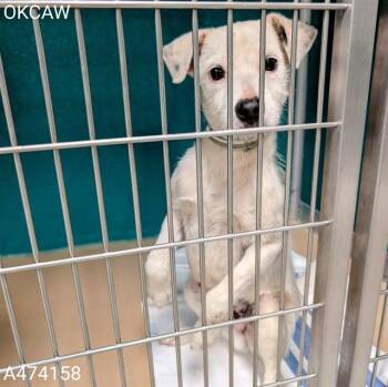 Parson Russell Terrier and Mixed Breed Dogs Available for Adoption in Oklahoma City, Oklahoma - A474158 | PetCurious