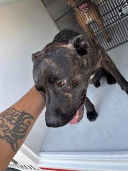 A661027 -  Pit Bull Terrier and Mixed Breed Dog for Adoption in Houston, Texas - A661027 | PetCurious