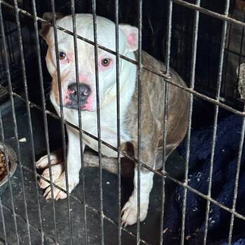 Louie -  Pit Bull Terrier Dog for Adoption in Anahuac, Texas - Louie | PetCurious