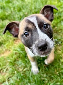 Alton -  Mixed Breed Dog for Adoption in Lexington, Kentucky - Alton | PetCurious