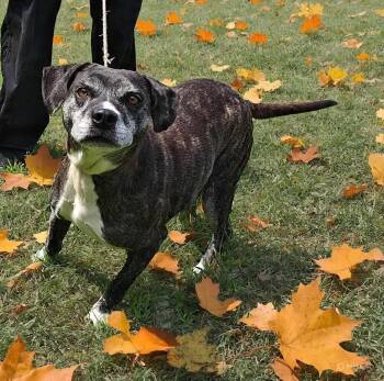 Rescue Pit Bull Terrier Dogs for Adoption in Ossining, New York - Cider | PetCurious