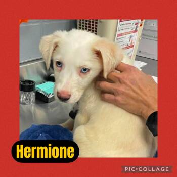 Australian Cattle Dog Blue Heeler Dogs Available for Adoption in Ringwood, New Jersey - Hermione | PetCurious