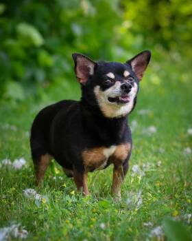 Chihuahua Dogs Available for Adoption in Bridgeport, Connecticut - Schubert | PetCurious