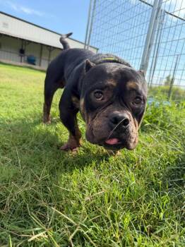 Fletcher -  Pit Bull Terrier Dog for Adoption in Carmel Hamlet, New York - Fletcher | PetCurious