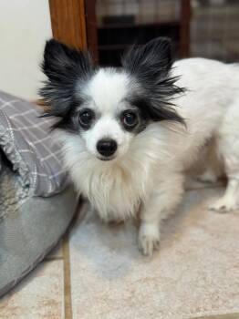 Chihuahua Dogs Available for Adoption - Brody | PetCurious