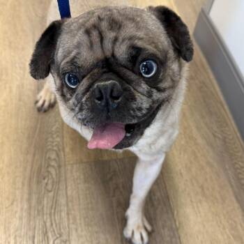 Pug Dogs Available for Adoption in West Chester, Pennsylvania - Rupert | PetCurious