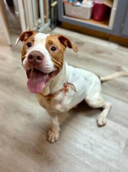 Money -  Pit Bull Terrier and Hound Dog for Adoption in Valley Park, Oklahoma - Money | PetCurious