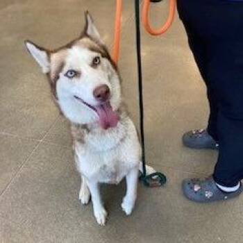 Luna -  Husky Dog for Adoption in York, Pennsylvania - Luna | PetCurious
