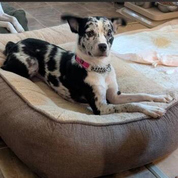 CT Panda -  Australian Shepherd Dog for Adoption in Eastford, Connecticut - CT Panda | PetCurious