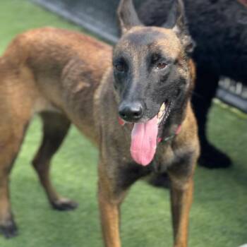 Riley A2295541 -  Belgian Shepherd Malinois Dog for Adoption in Los Angeles, California - Riley A2295541 | PetCurious