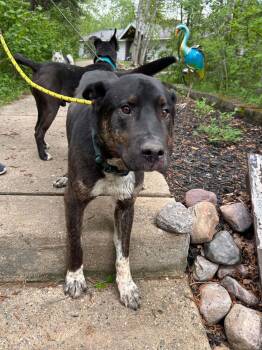 Chico -  Pit Bull Terrier Dog for Adoption in Edmonton, Alberta - Chico | PetCurious