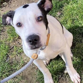 Mixed Breed Dogs Available for Adoption in Columbus, Georgia - Molly | PetCurious