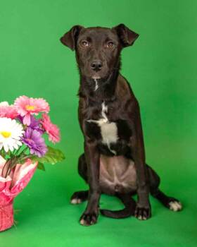 Black Labrador Retriever Dogs Available for Adoption in Brighton, Colorado - 318-26 | PetCurious