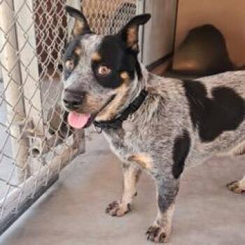 Herbie -  Australian Cattle Dog Blue Heeler Dog for Adoption in Green Valley, Arizona - Herbie | PetCurious