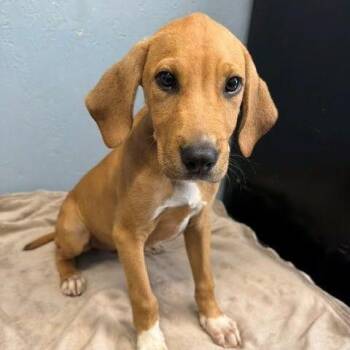 Kip -  Hound and Mixed Breed Dog for Adoption in Hattiesburg, Mississippi - Kip | PetCurious