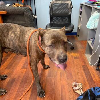 Gucci -  Cane Corso Dog for Adoption in Wahiawa, Hawaii - Gucci | PetCurious