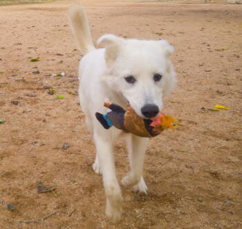 Rescue Great Pyrenees Dogs for Adoption in Apple Valley, California - Pearl | PetCurious