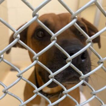 Gremlin -  Mixed Breed Dog for Adoption in Winston-salem, North Carolina - Gremlin | PetCurious