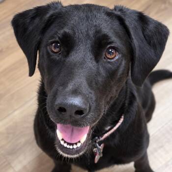 Lola 2 - Sweet Girl, Loves Adventures, Cuddle Bug and Great with -  Black Labrador Retriever and Labrador Retriever Dog for Adoption in Houston, Texas - Lola 2 - Sweet Girl, Loves Adventures, Cuddle Bug And Great With | PetCurious