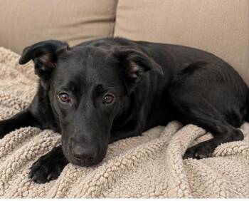 Faith -  Black Labrador Retriever Dog for Adoption in Rogersville, Tennessee - Faith | PetCurious