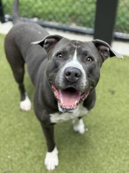 BJ (Blue JR) -  American Staffordshire Terrier and Mixed Breed Dog for Adoption in Atlanta, Georgia - BJ (Blue JR) | PetCurious