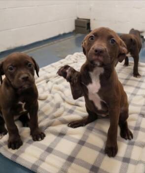 Atlas -  Pit Bull Terrier and Terrier Dog for Adoption in New York, New York - Atlas | PetCurious