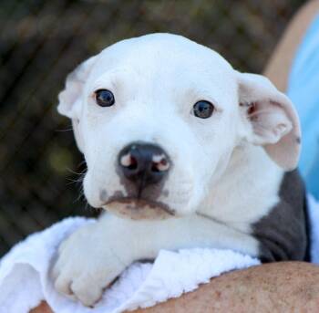 Papaya (AO37457) -  American Bulldog Dog for Adoption in Kansas City, Kansas - Papaya (AO37457) | PetCurious