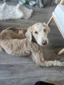 Rescue Poodle Dogs for Adoption in Philadelphia, Pennsylvania - Wellington | PetCurious