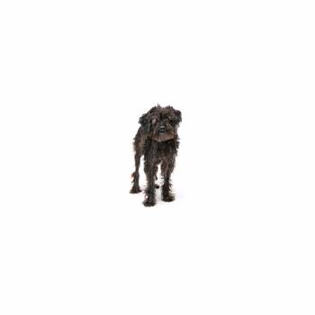 Pookie -  Mixed Breed Dog for Adoption in Los Angeles, California - Pookie | PetCurious