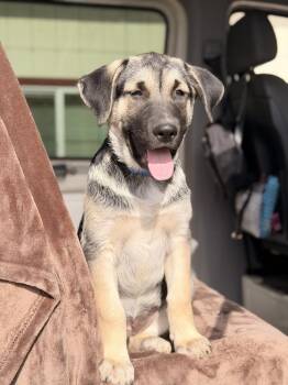 German Shepherd Dog and Labrador Retriever Dogs Available for Adoption in Pleasant Hill, California - Blue | PetCurious