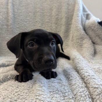 Nyx -  Pit Bull Terrier and Terrier Dog for Adoption in Hawthorne, California - Nyx | PetCurious