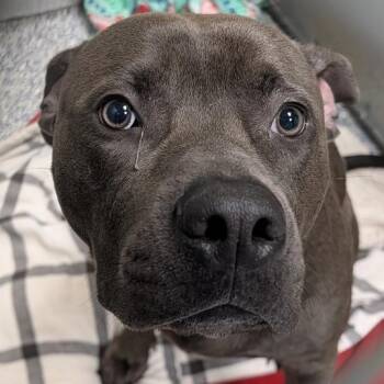 Zeke / Trouble -  Mixed Breed Dog for Adoption in Greenville, South Carolina - Zeke / Trouble | PetCurious