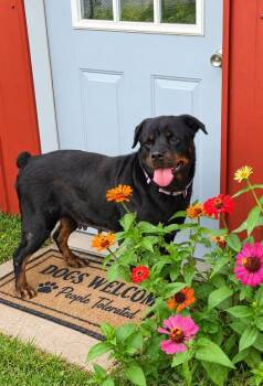 Sassy -  Rottweiler Dog for Adoption in Mclean, Illinois - Sassy | PetCurious