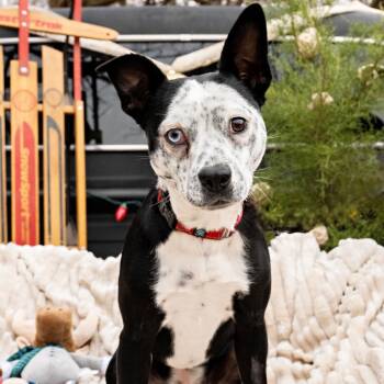Rescue Australian Cattle Dog Blue Heeler Dogs for Adoption in Fort Worth, Texas - Marilyn | PetCurious