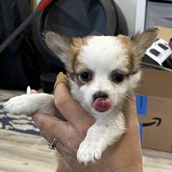 Chica -  Chihuahua and Mixed Breed Dog for Adoption in Sacramento, California - Chica | PetCurious